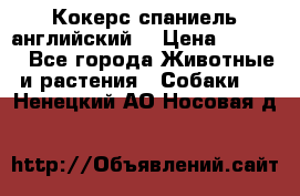 Кокерс спаниель английский  › Цена ­ 4 500 - Все города Животные и растения » Собаки   . Ненецкий АО,Носовая д.